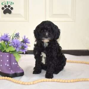 Domino, Cavapoo Puppy