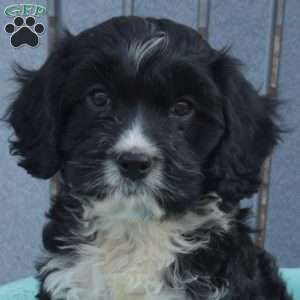 Domino, Cavapoo Puppy