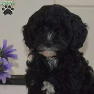 Domino, Cavapoo Puppy