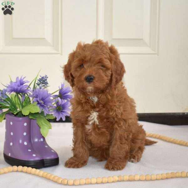 Doodle, Cavapoo Puppy