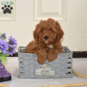 Doodle, Cavapoo Puppy