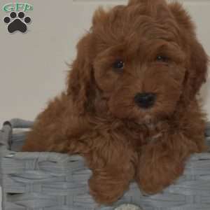 Doodle, Cavapoo Puppy