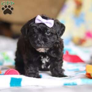 Dory, Yorkie Poo Puppy