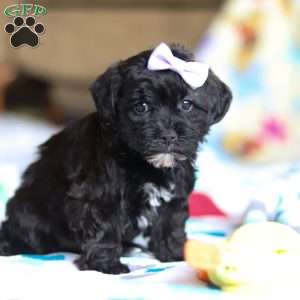 Dory, Yorkie Poo Puppy