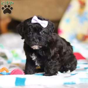 Dory, Yorkie Poo Puppy