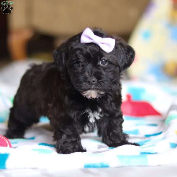 Dory, Yorkie Poo Puppy