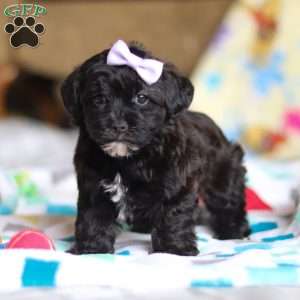 Dory, Yorkie Poo Puppy