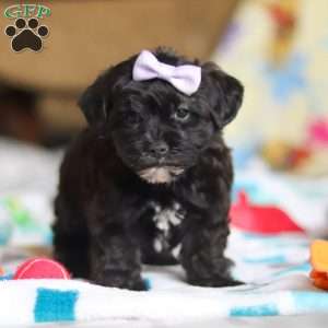 Dory, Yorkie Poo Puppy