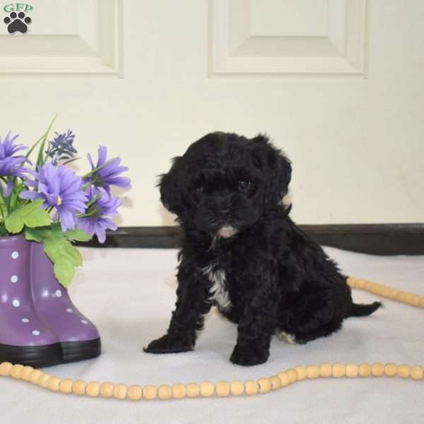 Dottie, Cavapoo Puppy