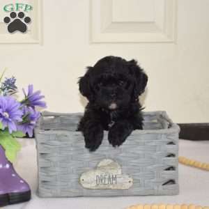 Dottie, Cavapoo Puppy