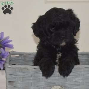 Dottie, Cavapoo Puppy