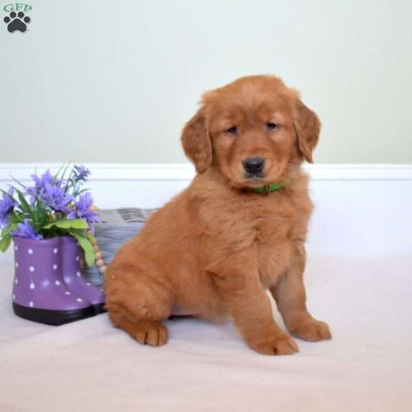 Dream, Golden Retriever Puppy