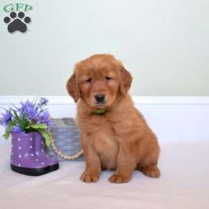 Dream, Golden Retriever Puppy