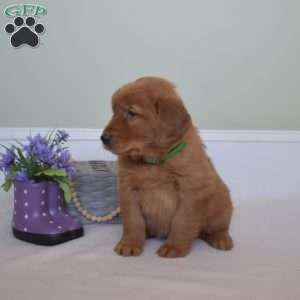 Dream, Golden Retriever Puppy