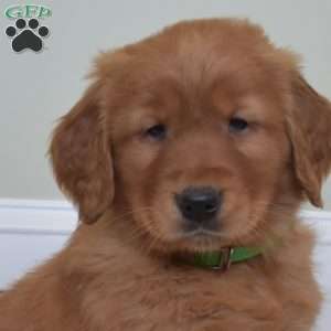 Dream, Golden Retriever Puppy