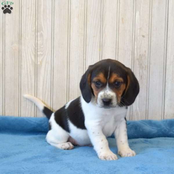 Drifter, Beagle Puppy