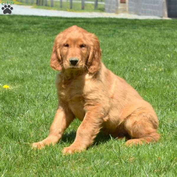 Drifter, Golden Retriever Puppy