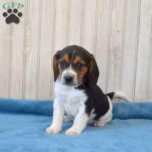 Drifter, Beagle Puppy