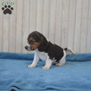 Drifter, Beagle Puppy