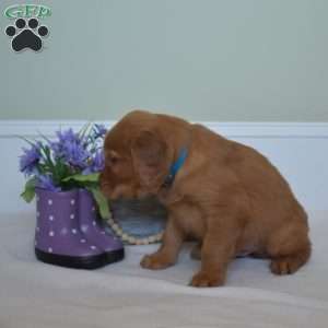 Drifter, Golden Retriever Puppy