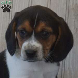 Drifter, Beagle Puppy