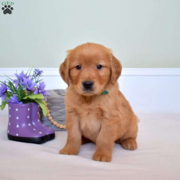 Duck, Golden Retriever Puppy