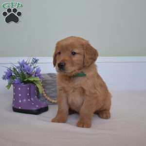 Duck, Golden Retriever Puppy