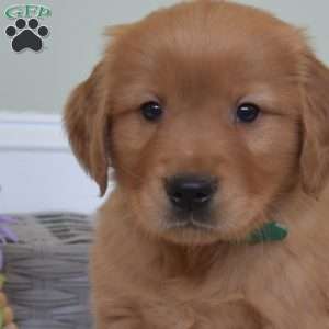 Duck, Golden Retriever Puppy