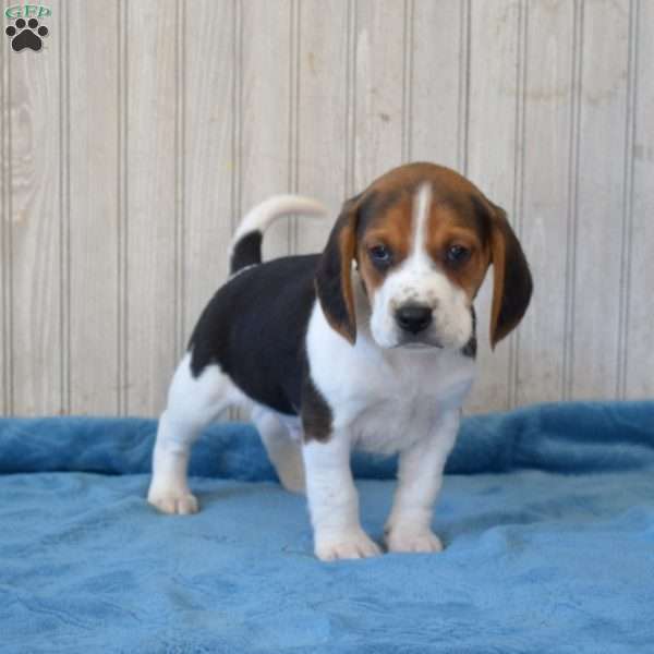 Duff, Beagle Puppy