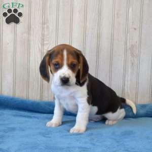 Duff, Beagle Puppy