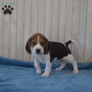 Duff, Beagle Puppy