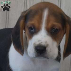 Duff, Beagle Puppy