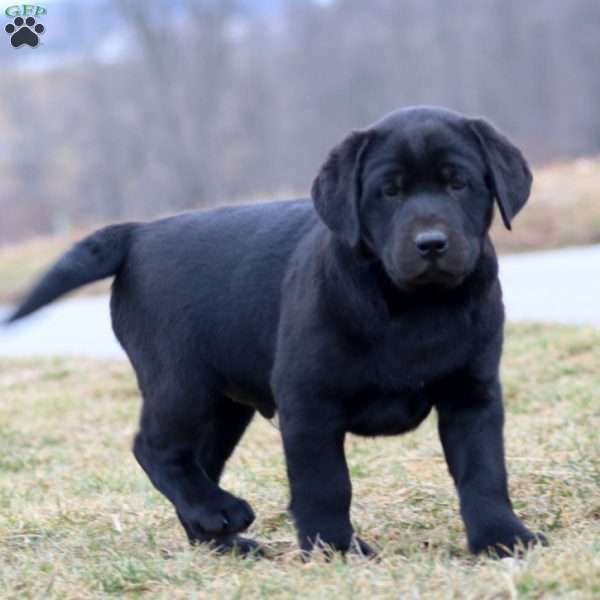 Duff, Black Labrador Retriever Puppy