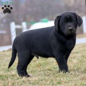 Duff, Black Labrador Retriever Puppy