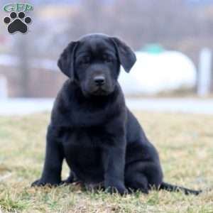 Duff, Black Labrador Retriever Puppy