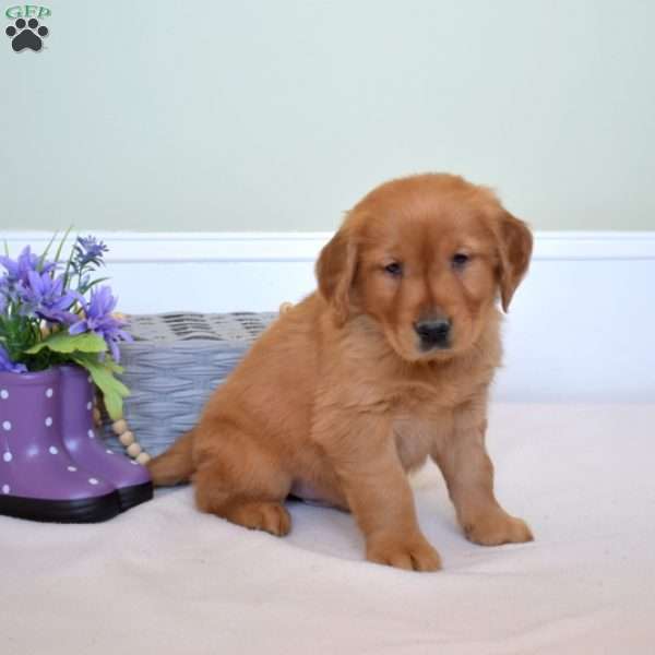 Duke, Golden Retriever Puppy