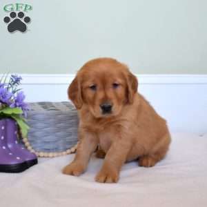 Duke, Golden Retriever Puppy