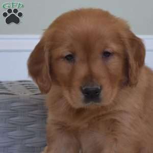 Duke, Golden Retriever Puppy