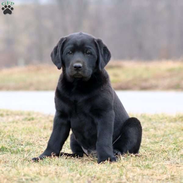 Dustin, Black Labrador Retriever Puppy