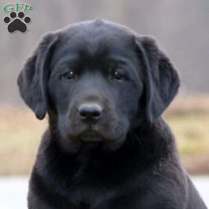 Dustin, Black Labrador Retriever Puppy