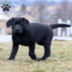 Dustin, Black Labrador Retriever Puppy