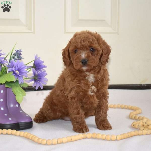 Dusty, Cavapoo Puppy