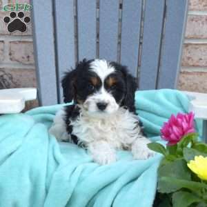 Dusty, Cavapoo Puppy