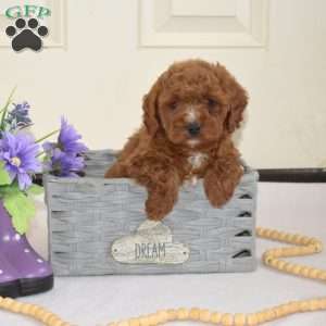 Dusty, Cavapoo Puppy