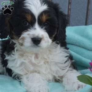 Dusty, Cavapoo Puppy