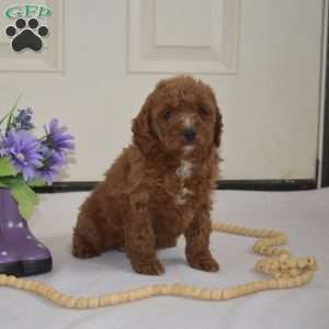 Dusty, Cavapoo Puppy