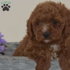 Dusty, Cavapoo Puppy