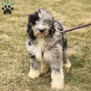 Toby, Mini Sheepadoodle Puppy