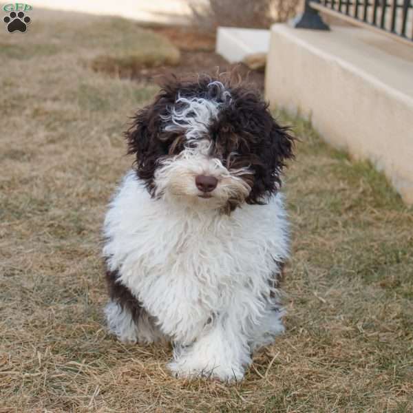 Landon, Cavapoo Puppy