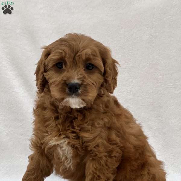 Earl, Cavapoo Puppy